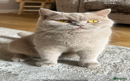 British Shorthair cats for sale: Gccf full British short hair  - Image 8