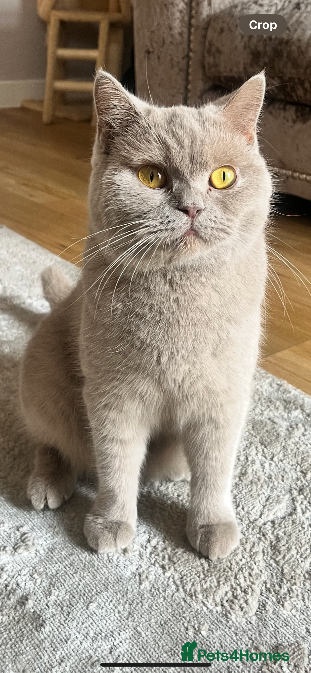 British Shorthair cats for sale: Gccf full British short hair  - Image 8