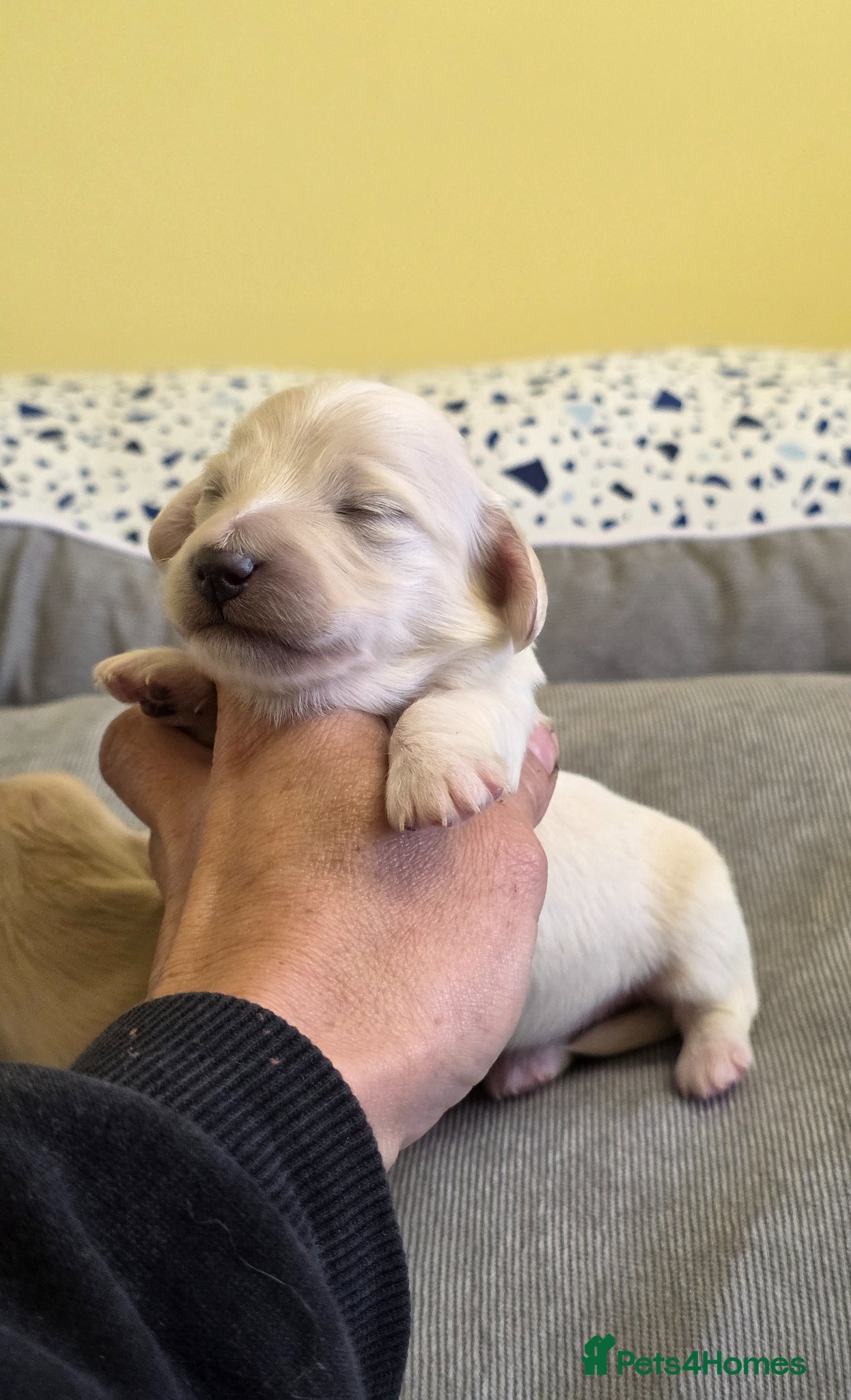 Miniature Dachshund dogs Cream Miniature long-haired  - Advert 11