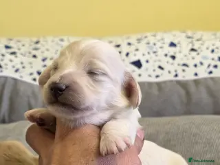 Miniature Dachshund dogs Cream Miniature long-haired - Advert 11