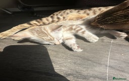 Bengal cats for sale: Snow Mink/Brown Rossette Blue Eyed Bengals - Image 15