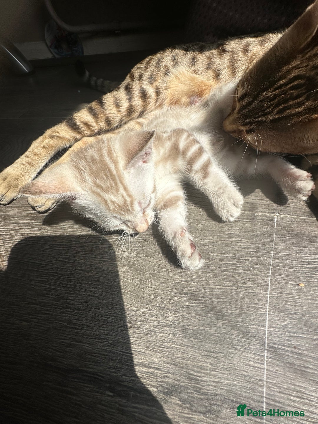 Bengal cats for sale: Snow Mink/Brown Rossette Blue Eyed Bengals - Image 15