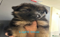 German Shepherd dogs for sale: German shepherd  - Image 34