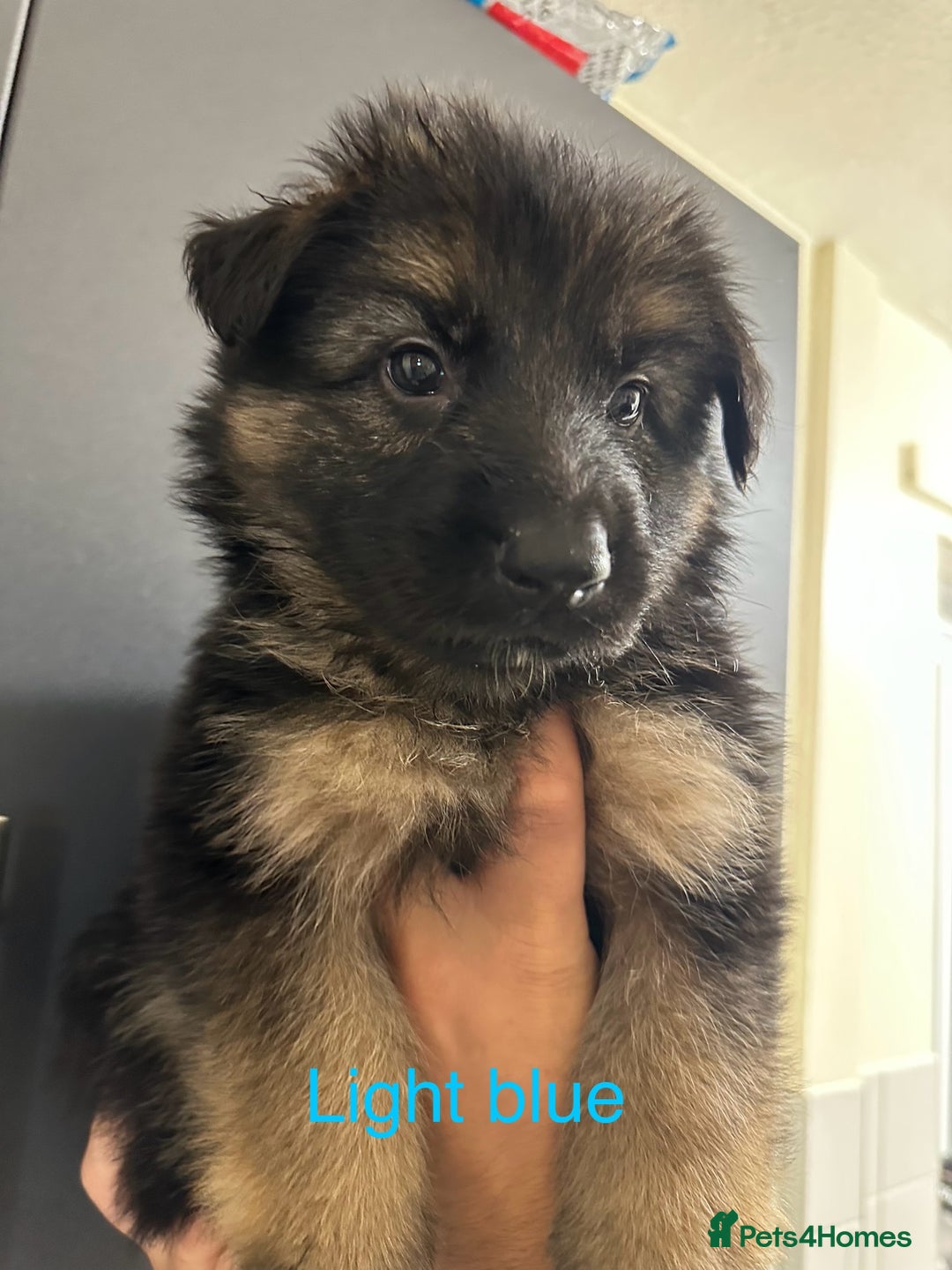 German Shepherd dogs for sale: German shepherd  - Image 34