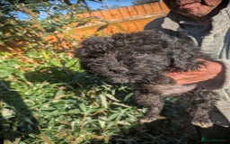 Cockapoo dogs for sale: Cockapoo puppies  - Image 5