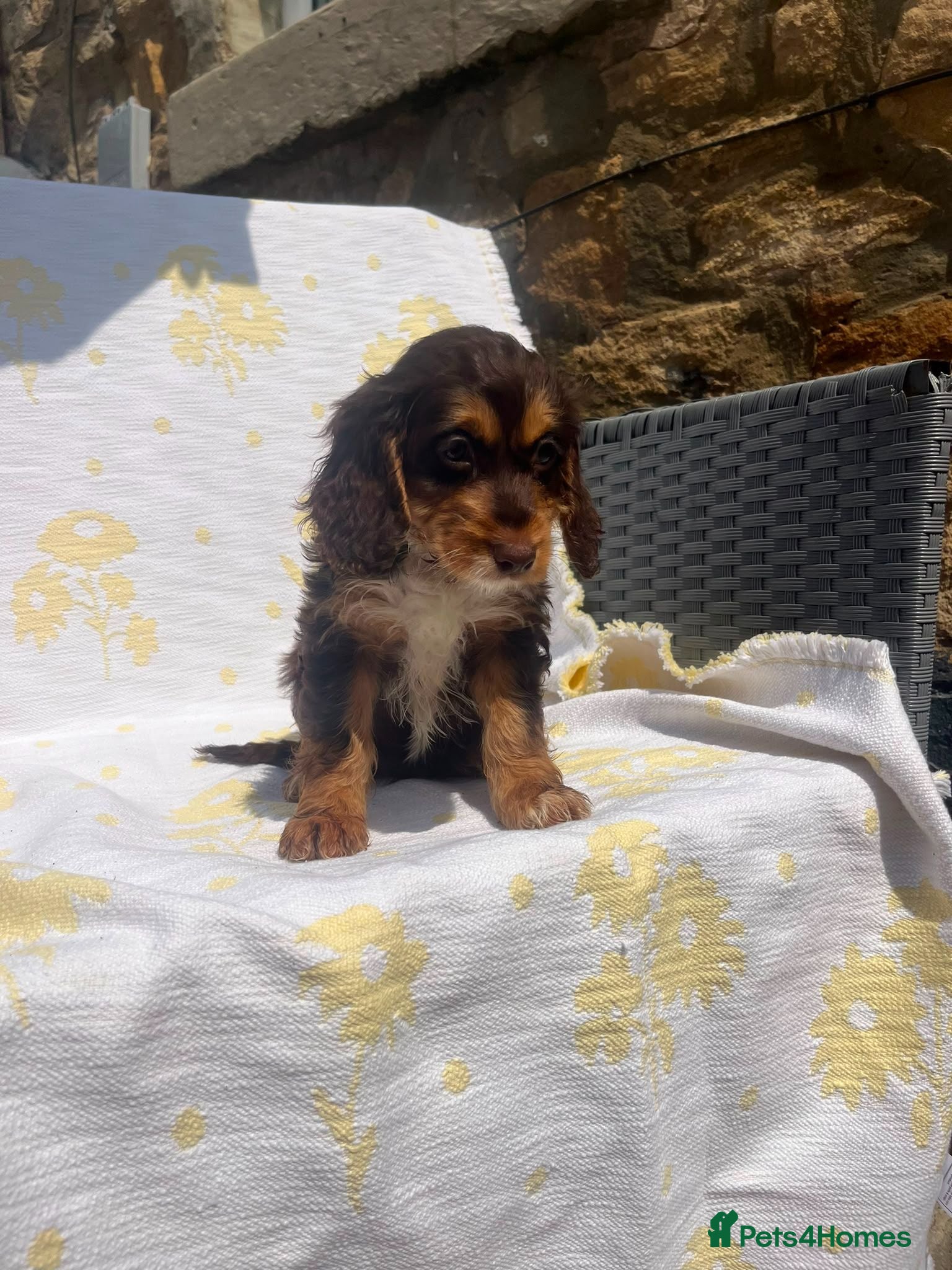 Cockapoo dogs Beautiful mix litter cockerpoo - Advert 18
