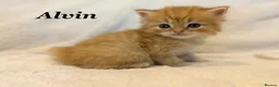 Persian cats for sale: Six absolutely stunning Persian Kittens - Advert 3