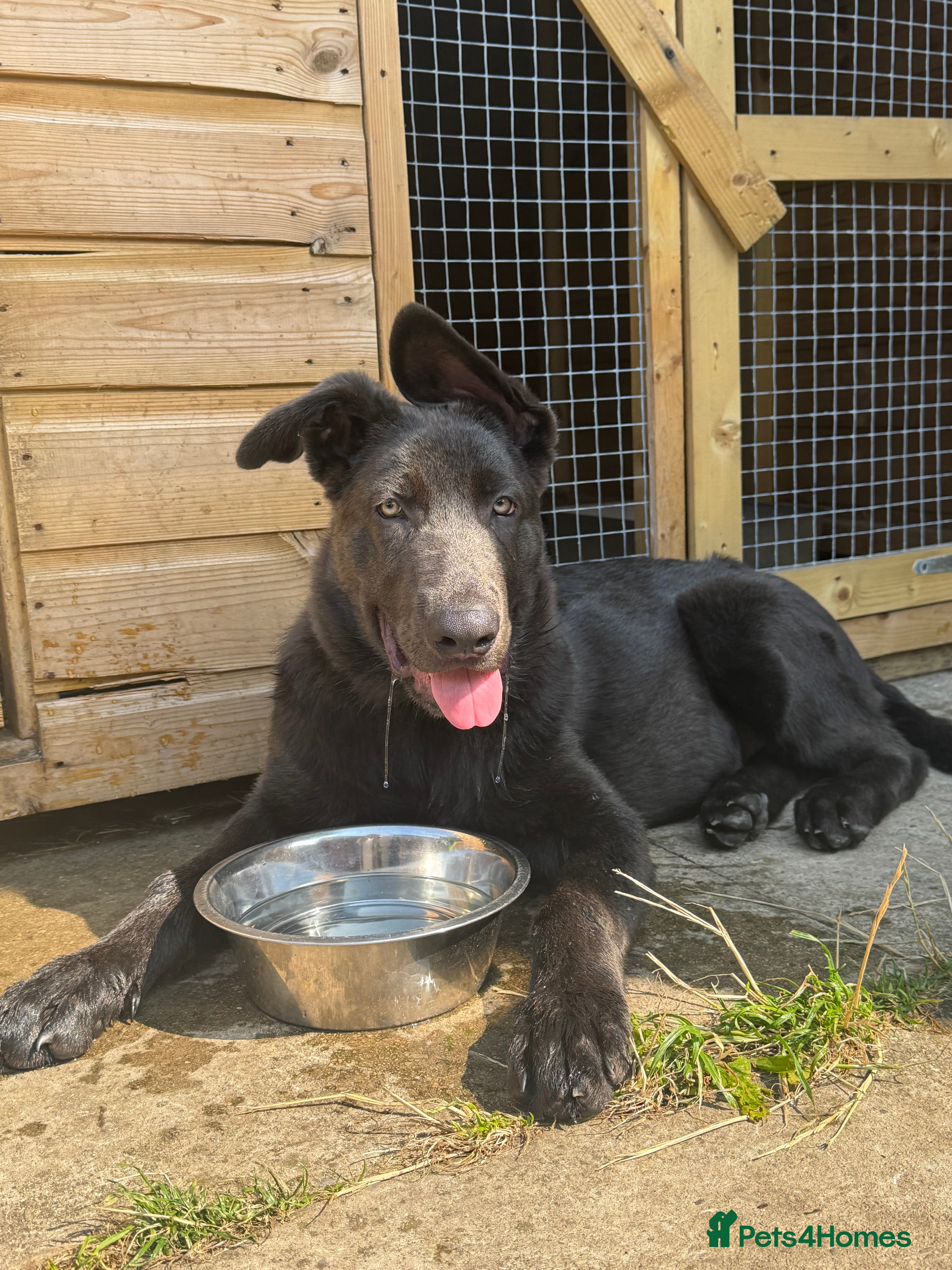 German Shepherd dogs Grey German Shepherd pup for sale - Advert 3