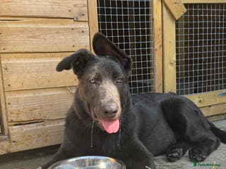 German Shepherd dogs Grey German Shepherd pup for sale - Advert 13