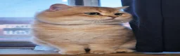 British Shorthair cats for stud: ⚜️GOLDEN BSH 🏆 TICA and GCCF reg - Advert 6