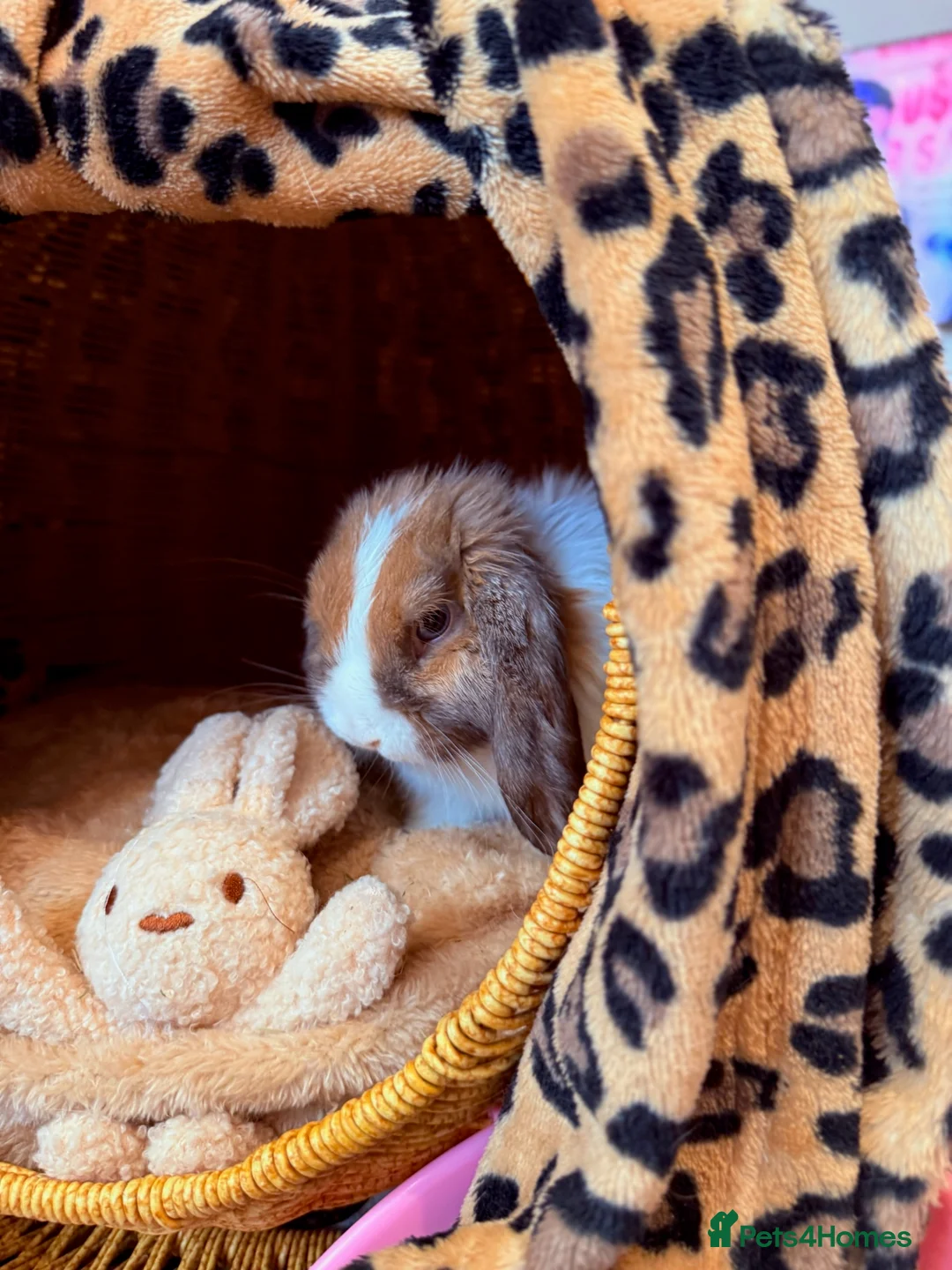 Netherland Dwarf rabbits for sale: Urgent rehoming. Young Netherland dwarf+ mini lop - Advert 6