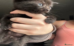 Mixed Breed cats for sale: Beautiful cross mixed breed bengal/tabby kittens  - Image 15