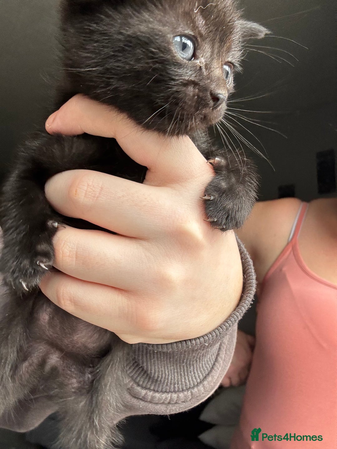 Mixed Breed cats for sale: Beautiful cross mixed breed bengal/tabby kittens  - Image 15