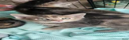 Abyssinian cats for sale: Abyssinian x kittens  - Advert 9