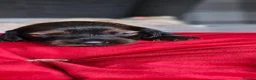 Miniature Dachshund dogs for sale:  MAGNIFICENT RED SHADED, Exceptional Pigmentation  in Wisbech - Advert 4