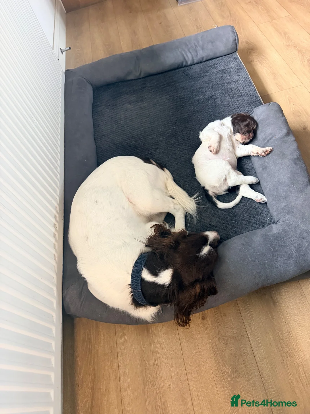 English Springer Spaniel dogs for sale: English springer spaniel boy - Advert 8