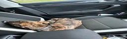 Lurcher dogs for sale: 11 month old lurcher  Zeeke - Advert 11