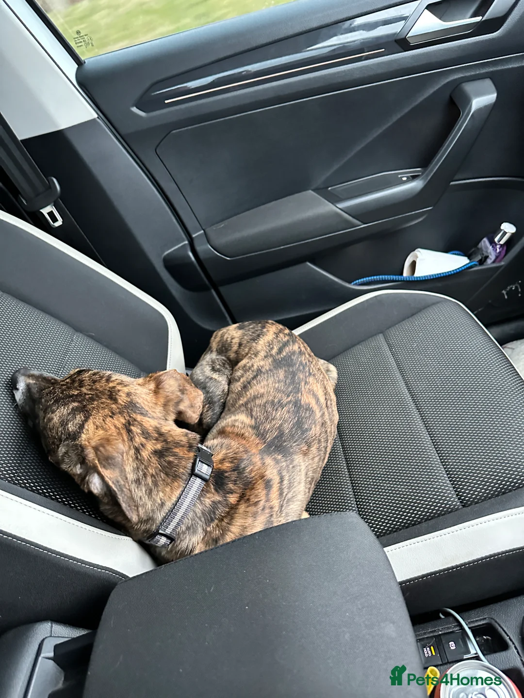Lurcher dogs for sale: 11 month old lurcher  Zeeke - Advert 11