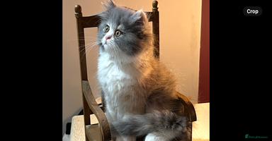 Persian cats - Advert 3