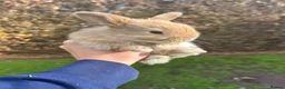 Mini Lop rabbits for sale: Mini Lop Pure Bred Bunnies  - Advert 2