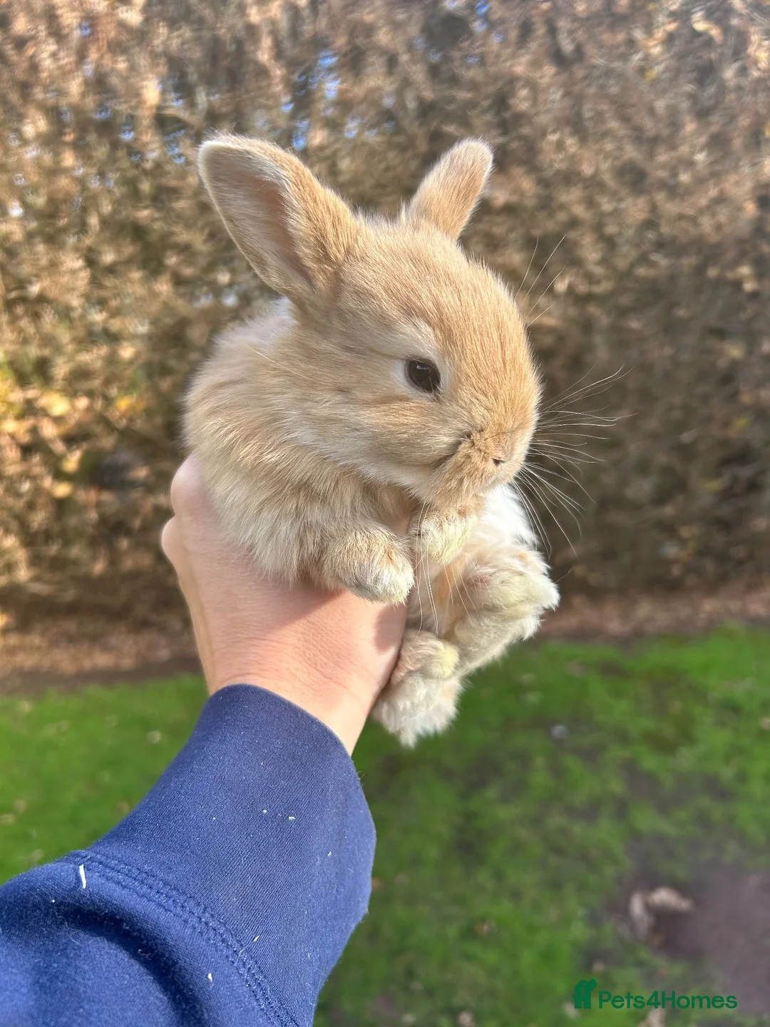 Mini Lop rabbits for sale: Mini Lop Pure Bred Bunnies  - Advert 2