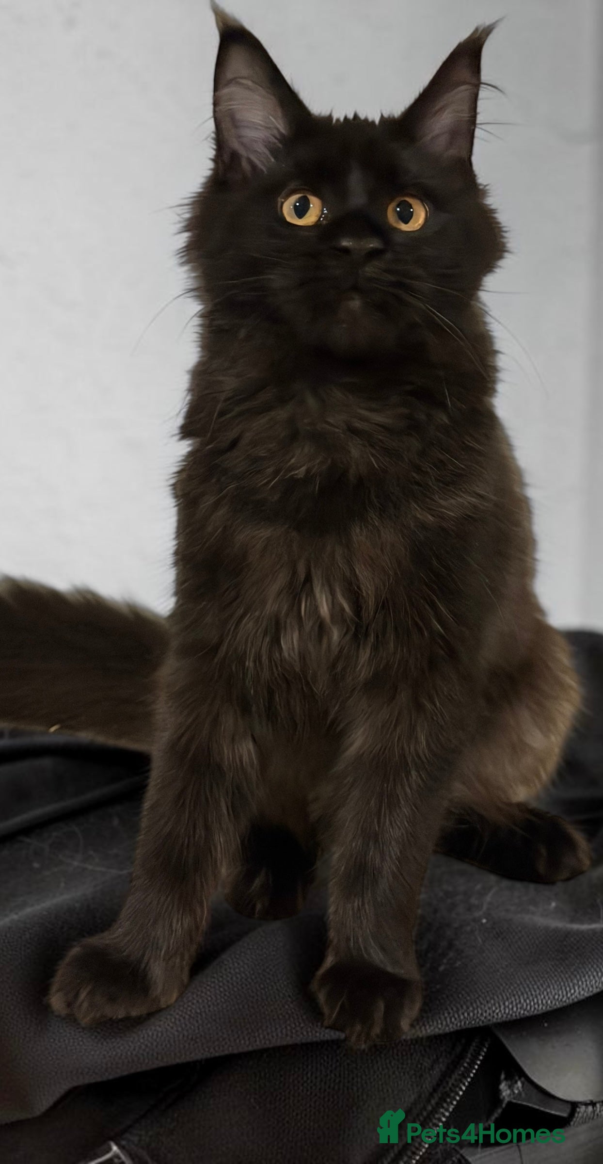 Maine Coon cats TICCA Registered Mainecoon Kittens (PetOnly) - Advert 2