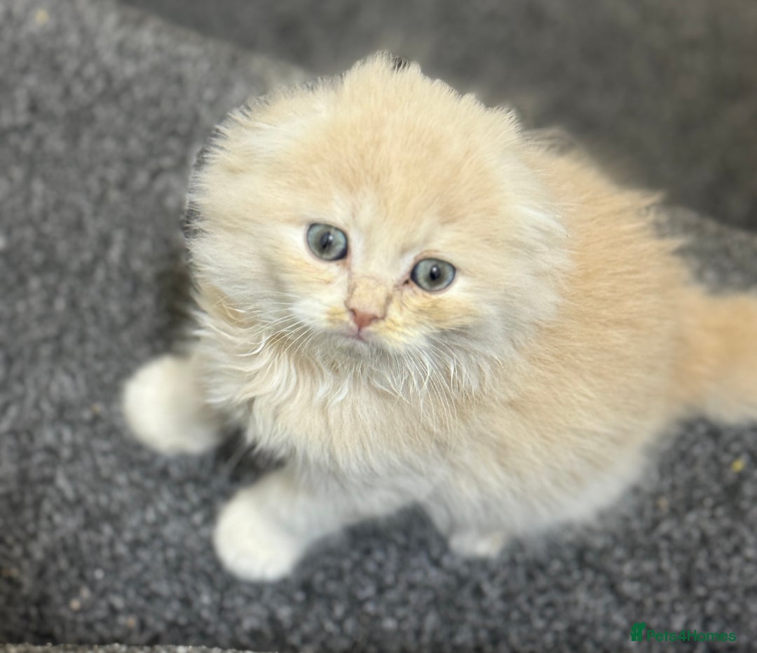 Scottish Fold cats for sale: Gorgeous ginger and creamy Scottish folds/straight - Image 4