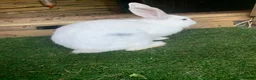 Continental Giant rabbits for sale: Continental giant cross with mini lop - Advert 2