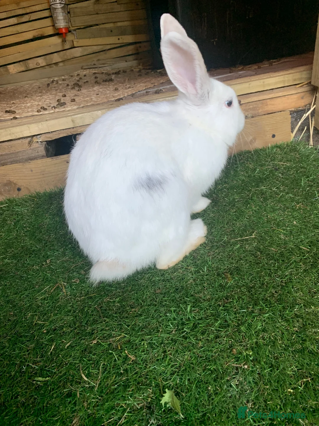 Continental Giant rabbits for sale: Continental giant cross with mini lop - Advert 2
