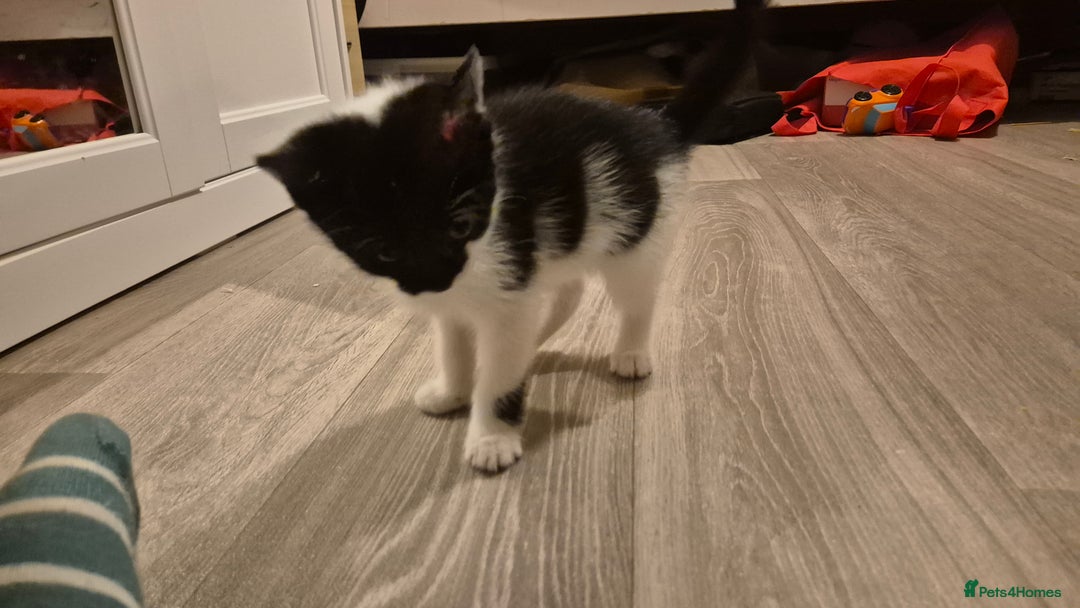 Mixed Breed cats for sale: 2 female kittens available and ready to leave  - Advert 12