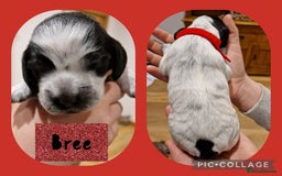 Cocker Spaniel dogs for sale: KC registered Show Type Cocker Spaniels - Image 13