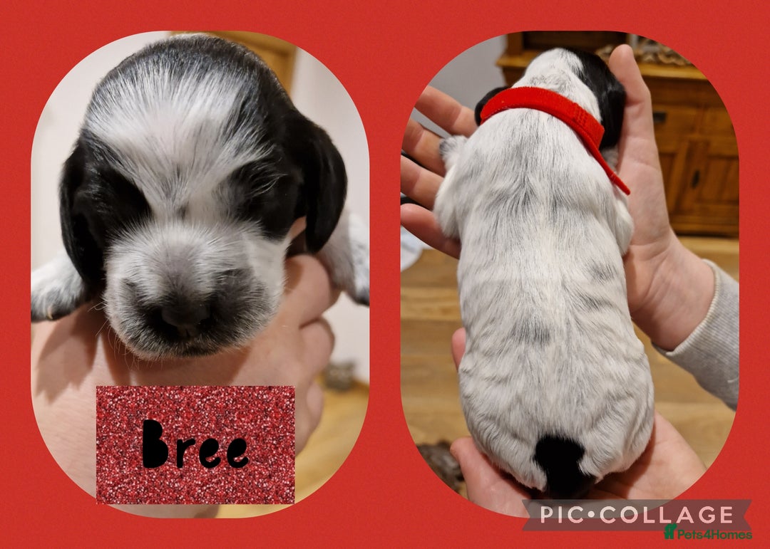 Cocker Spaniel dogs for sale: KC registered Show Type Cocker Spaniels - Image 13