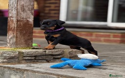 Dobermann dogs for sale: F1b Working dobermanns  - Image 2