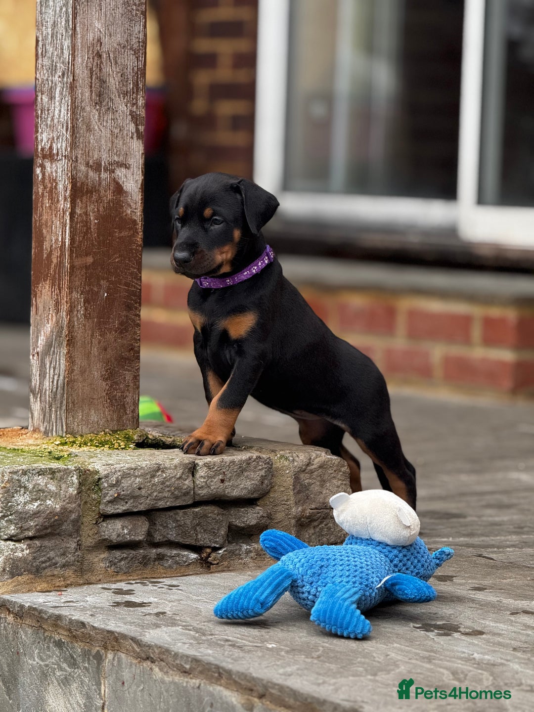 Dobermann dogs for sale: F1b Working dobermanns  - Image 2