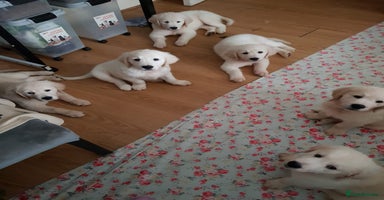 Golden Retriever dogs - Advert 14