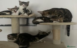 Mixed Breed cats for sale: Gorgeous tabby kittens are looking for new home  - Image 3