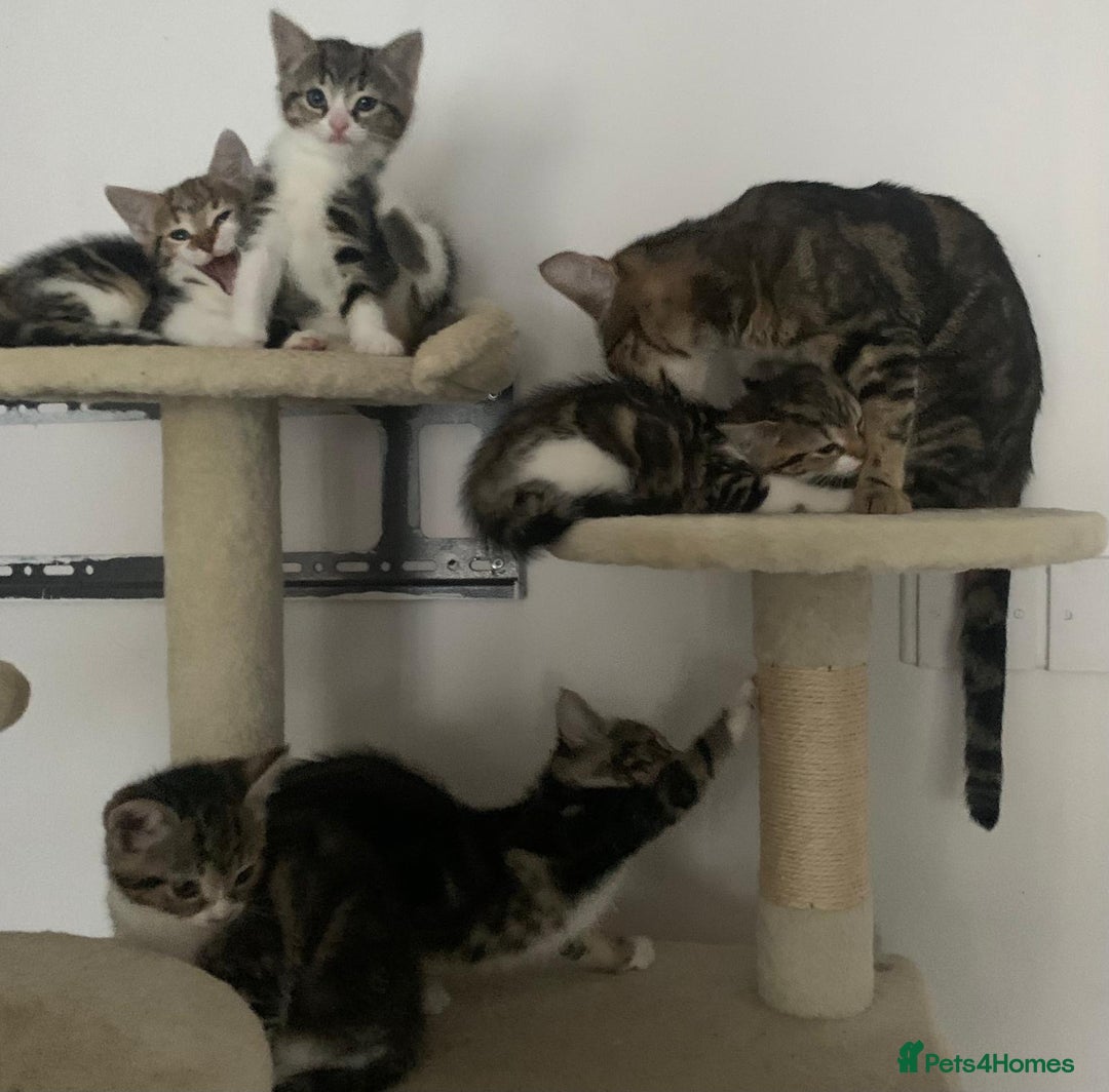 Mixed Breed cats for sale: Gorgeous tabby kittens are looking for new home  - Image 3