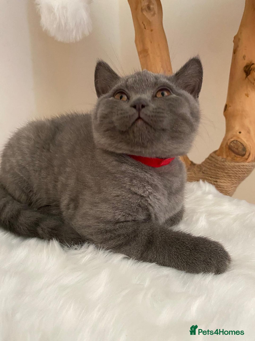 British Shorthair cats for sale: British Shorthair kittens, GCCF Certificate  in Dundee - Image 22
