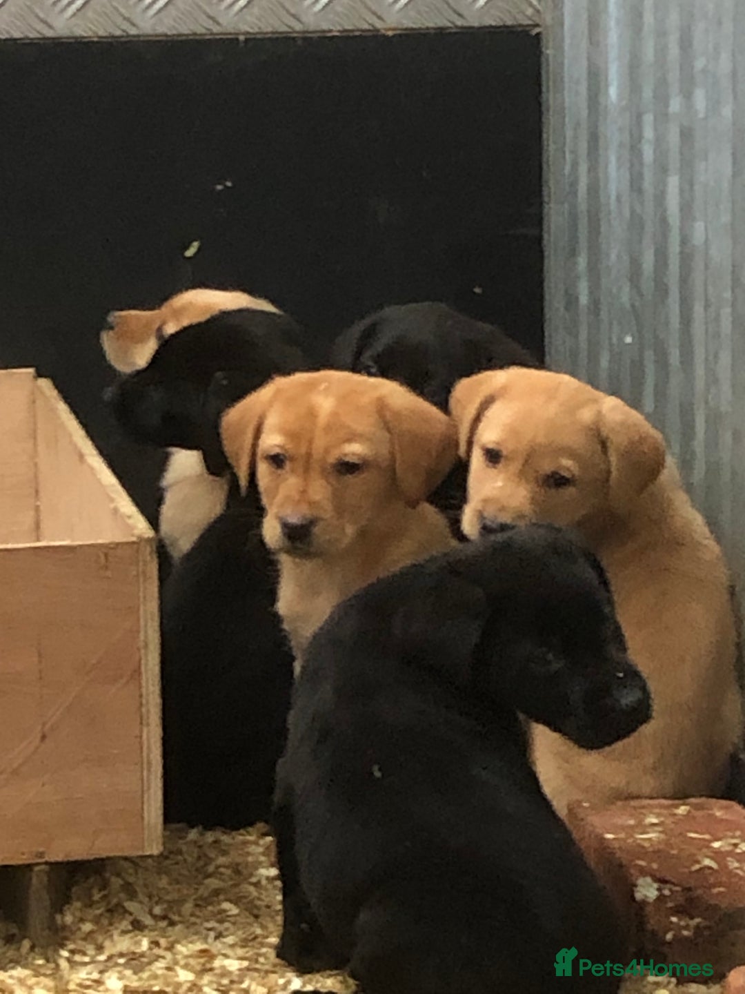 Labrador Retriever dogs for sale: working bred Labrador pups - Image 1