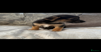 Jack Russell dogs - Advert 3