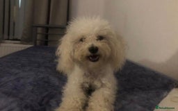 Mixed Breed dogs for sale: Female Poochon for sale - Image 1