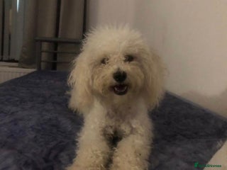 Mixed Breed dogs - Advert 21