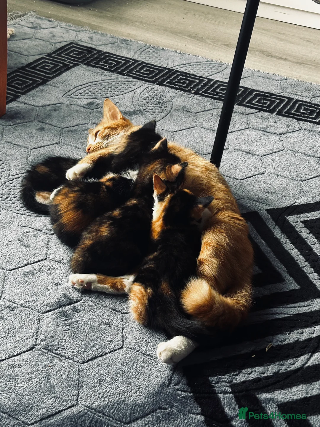 Mixed Breed cats for sale: Beatiful 2 male kittens for sale  in Liverpool - Advert 2