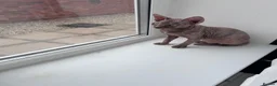 Sphynx cats for sale: Kitten - Advert 18