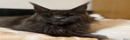 Maine Coon cats for sale: Black smoke female pedigree- Active possible  - Advert 1