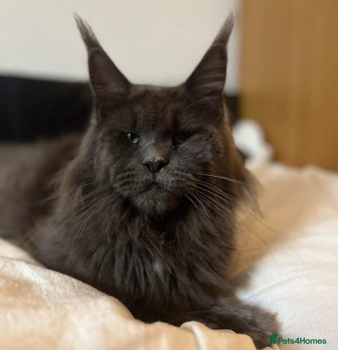 Maine Coon cats for sale: Black smoke female pedigree- Active possible  - Advert 1