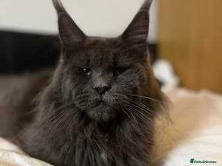 Maine Coon cats Black smoke female pedigree- Active possible - Advert 7