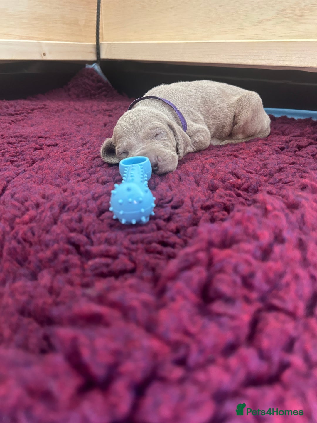 Weimaraner dogs for sale: Exceptional litter of Weimaraner puppies  - Image 27