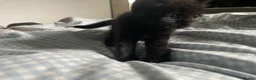 Mixed Breed cats for sale: Mixed kittens  in Runcorn - Advert 6