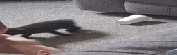 Mixed Breed cats for sale: Kittens for sale - Advert 12